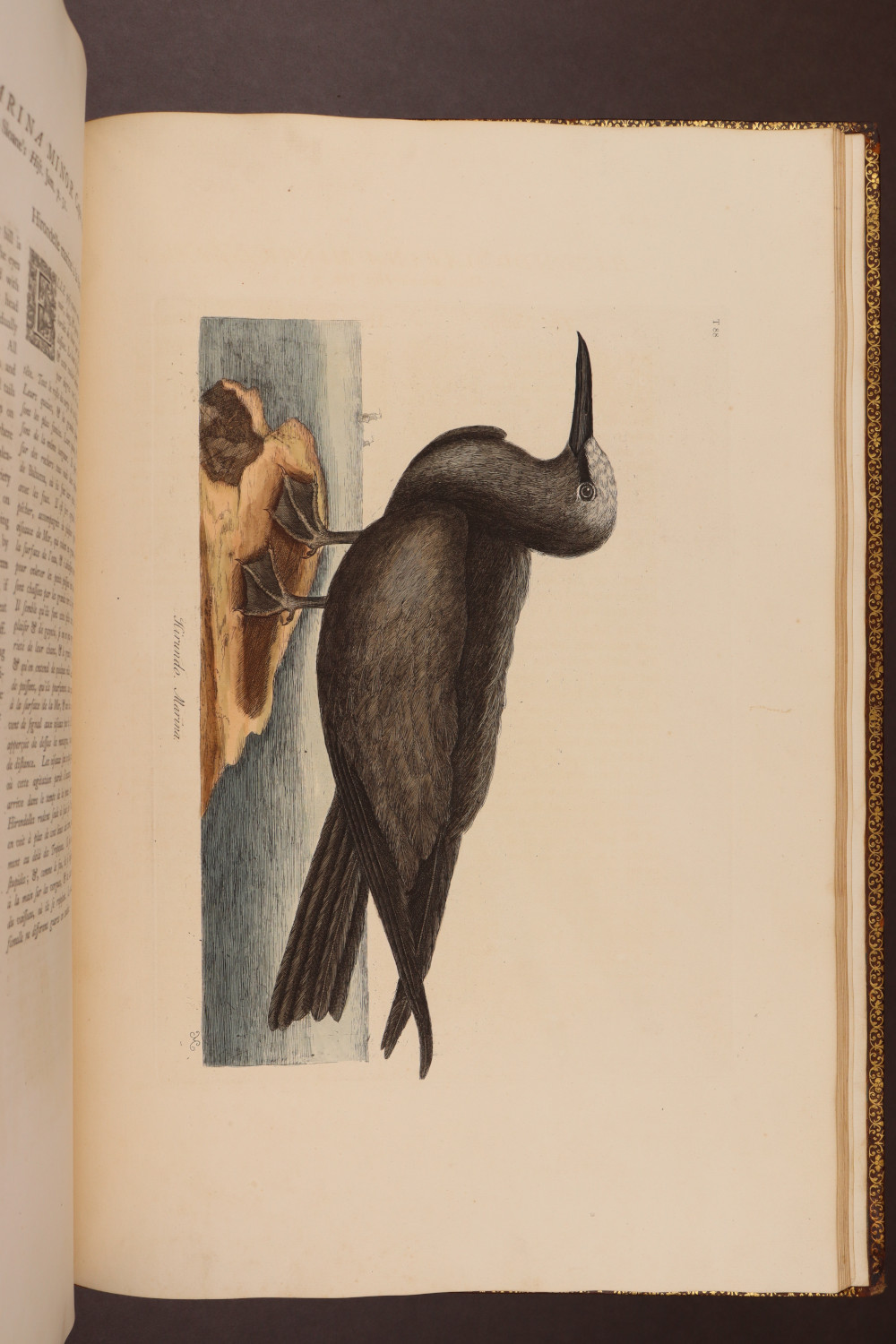 Plate 88